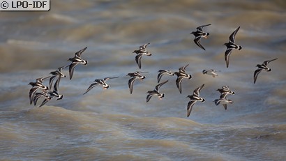 Tournepierre à collier