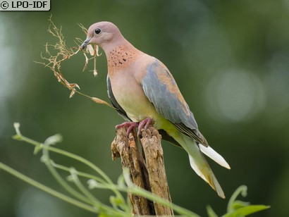Tourterelle maillée