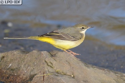 Bergeronnette des ruisseaux