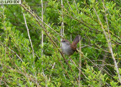 Bouscarle de Cetti