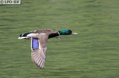 Canard colvert