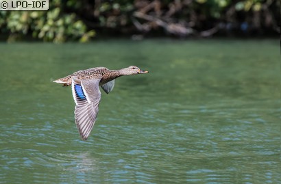 Canard colvert