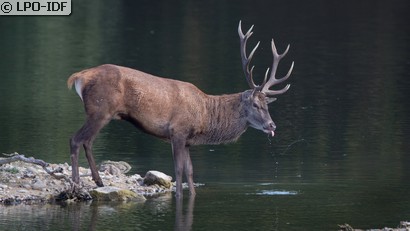 Cerf élaphe
