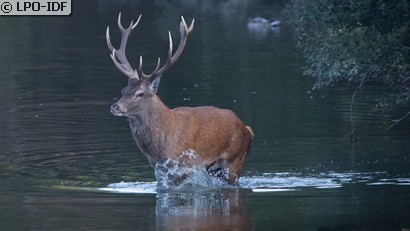 Cerf élaphe
