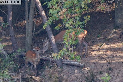 Cerf élaphe