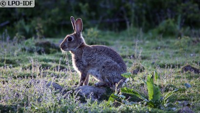Lapin de garenne