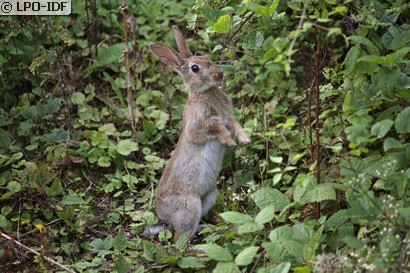Lapin de garenne