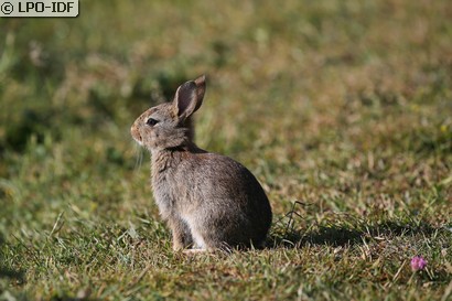 Lapin de garenne
