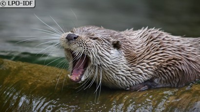 Loutre commune