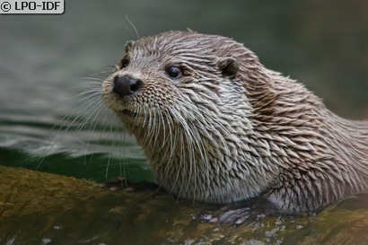 Loutre commune