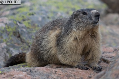 Marmotte
