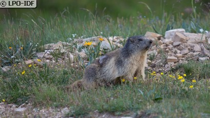 Marmotte