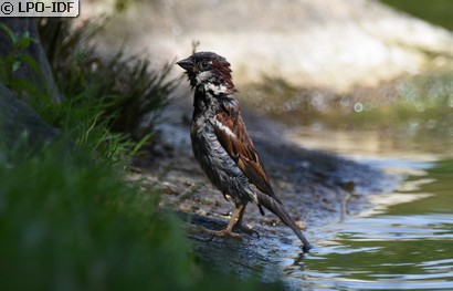 Moineau domestique