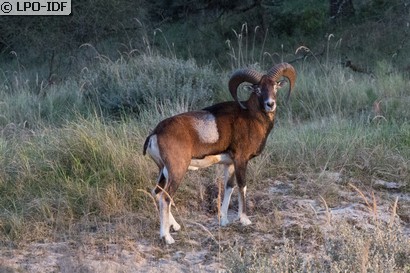 Mouflon corse