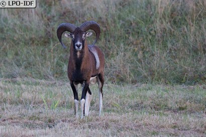 Mouflon corse