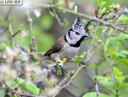 Mésange huppée