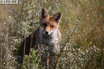 Renard roux