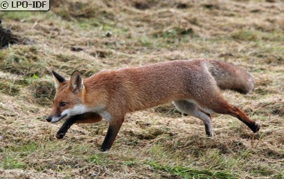Renard roux