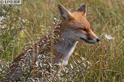 Renard roux