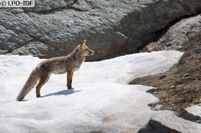 Renard roux