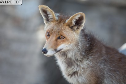 Renard roux