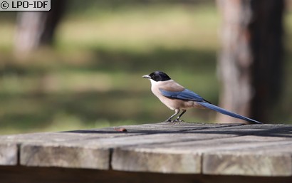 Pie bleue