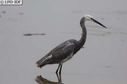 Aigrette des récifs