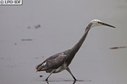 Aigrette des récifs