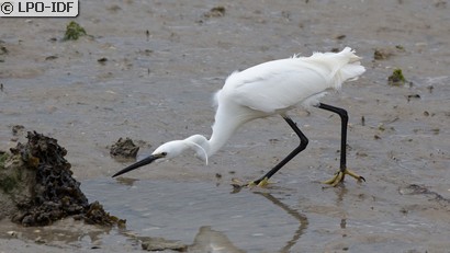 Aigrette garzette
