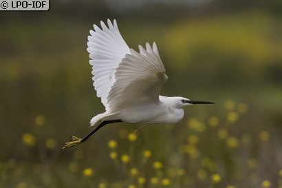Aigrette garzette