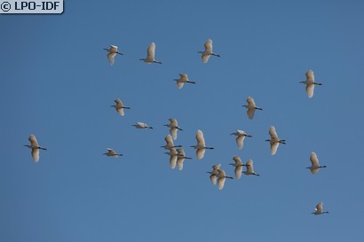 Aigrette garzette