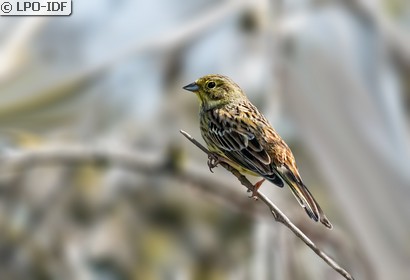 Bruant jaune