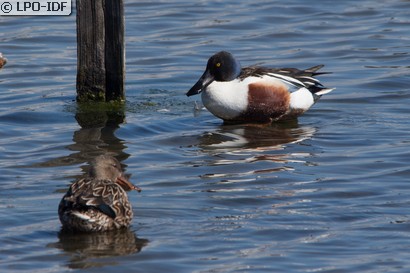 Canard souchet