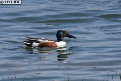 Canard souchet