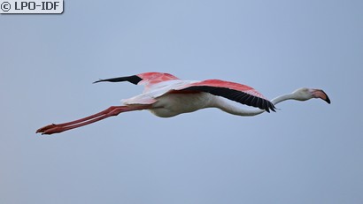 Flamant rose