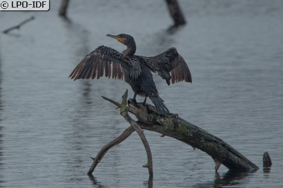 Grand Cormoran