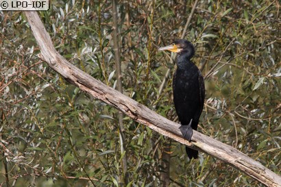 Grand Cormoran