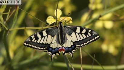 Machaon