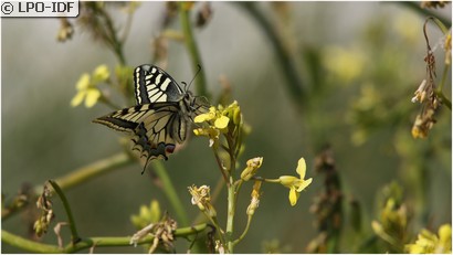 Machaon