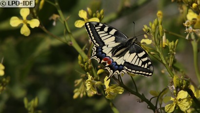 Machaon