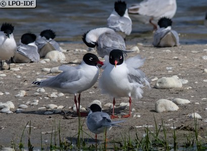 Mouette mélanocéphale