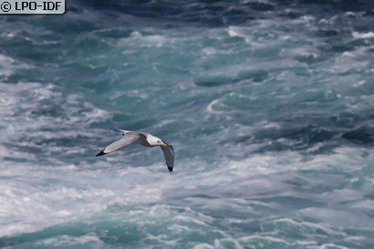 Mouette tridactyle