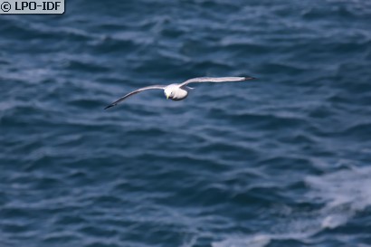 Mouette tridactyle