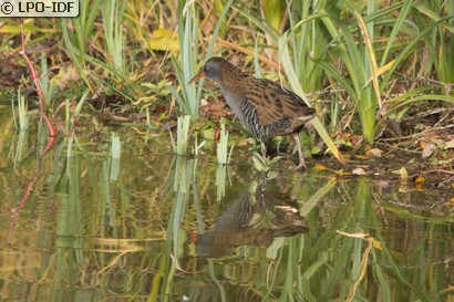 Râle d'eau