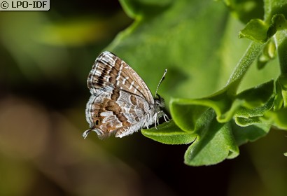 Brun des pélargoniums