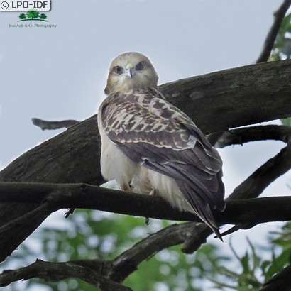 Buse variable