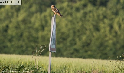 Hibou moyen-duc