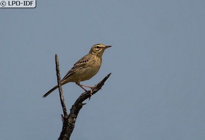 Pipit rousseline
