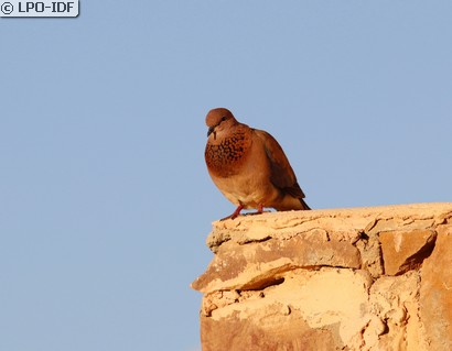 Tourterelle maillée