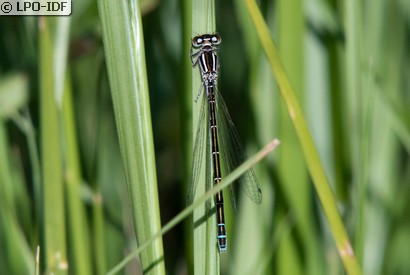 Agrion de Mercure